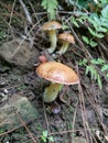 Suillus granulatus is a pored mushroom commonly known as the weeping bolete, or the granulated bolete Royalty Free Stock Photo